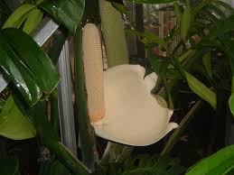 Attēlu rezultāti vaicājumam “Araceae”