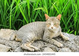 Attēlu rezultāti vaicājumam “Felis silvestris catus adult”