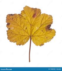 Attēlu rezultāti vaicājumam “Rubus chamaemorus leaf”