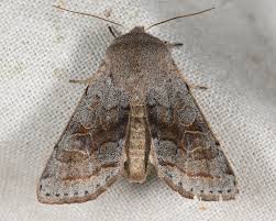 Attēlu rezultāti vaicājumam “Orthosia opima”