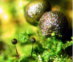 Attēlu rezultāti vaicājumam “Clastodermataceae”