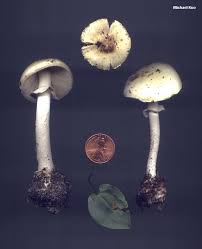 Attēlu rezultāti vaicājumam “Amanita citrina”