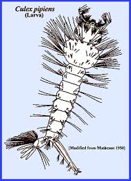 Attēlu rezultāti vaicājumam “Culex pipiens larva”