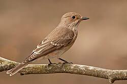Attēlu rezultāti vaicājumam “Muscicapa striata juvenile”
