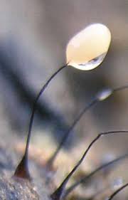 Attēlu rezultāti vaicājumam “Comatricha alta”