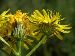 Attēlu rezultāti vaicājumam “Crepis biennis”