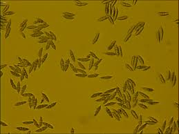 Attēlu rezultāti vaicājumam “Hypomyces armeniacus”