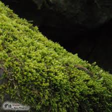 Attēlu rezultāti vaicājumam “Hypnum jutlandicum”