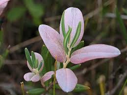 Attēlu rezultāti vaicājumam “Exobasidium cassandrae”