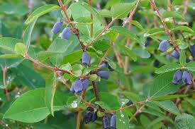 Attēlu rezultāti vaicājumam “Lonicera caerulea var. pallasii”