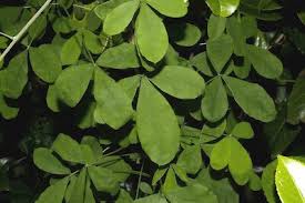 Attēlu rezultāti vaicājumam “Laburnum anagyroides leaf”