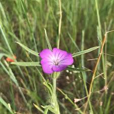 Image result for Kornrade