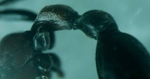 Attēlu rezultāti vaicājumam “Paradiacheopsis rigida macro”