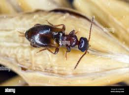 Attēlu rezultāti vaicājumam “Anthicidae”