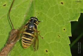 Attēlu rezultāti vaicājumam “Temnostoma vespiforme”