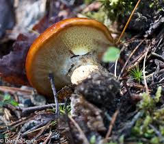 Attēlu rezultāti vaicājumam “Suillus luteus”
