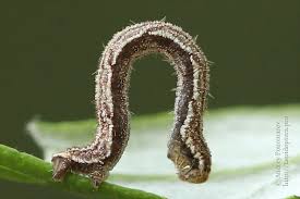 Attēlu rezultāti vaicājumam “Eupithecia succenturiata”