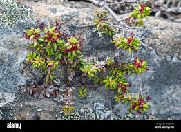 Attēlu rezultāti vaicājumam “Empetraceae”