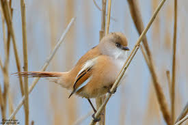 Attēlu rezultāti vaicājumam “Panurus biarmicus male”