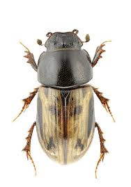 Attēlu rezultāti vaicājumam “Aphodius subterraneus imago”