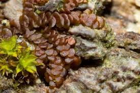 Attēlu rezultāti vaicājumam “Frullania dilatata”