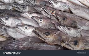Image result for Merluccius merluccius