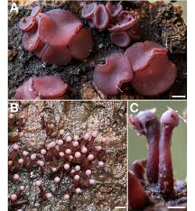 Attēlu rezultāti vaicājumam “Ascocoryne sarcoides”