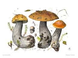 Attēlu rezultāti vaicājumam “Leccinum versipelle”