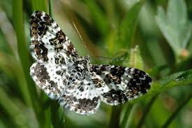 Attēlu rezultāti vaicājumam “Epirrhoe”