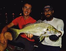 Image result for Pomadasys incisus