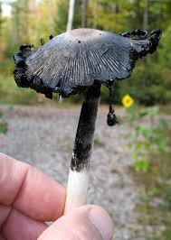 Attēlu rezultāti vaicājumam “Coprinus comatus”