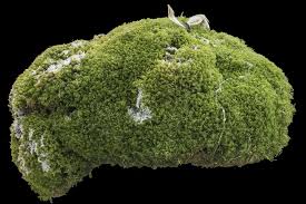 Attēlu rezultāti vaicājumam “Dicranum montanum”