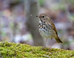 Image result for Catharus guttatus