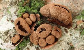 Attēlu rezultāti vaicājumam “Ombrophila violacea spores”