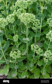 Attēlu rezultāti vaicājumam “Hylotelephium telephium leaf”