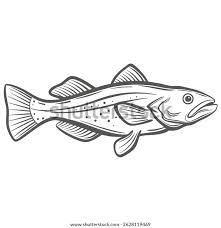 Image result for Gadus macrocephalus