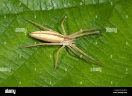 Attēlu rezultāti vaicājumam “Tibellus oblongus”