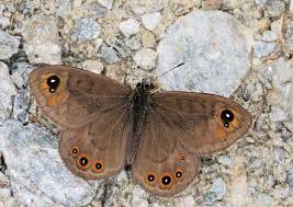 Attēlu rezultāti vaicājumam “Lasiommata petropolitana”