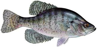 Image result for Pomoxis annularis