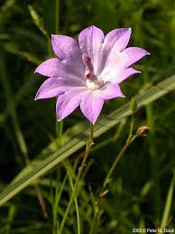 Attēlu rezultāti vaicājumam “Campanula patula fruit”