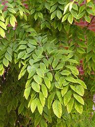 Attēlu rezultāti vaicājumam “Gymnocladus dioicus leaf”