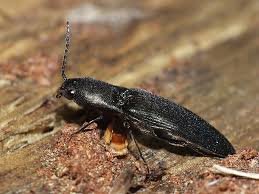 Attēlu rezultāti vaicājumam “Ectinus aterrimus”