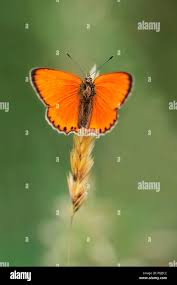 Attēlu rezultāti vaicājumam “Lycaena virgaureae”