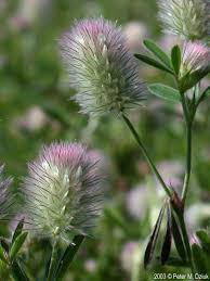 Attēlu rezultāti vaicājumam “Trifolium arvense leaf”