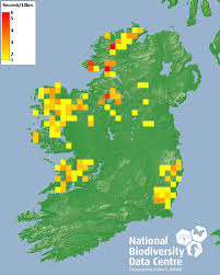 Attēlu rezultāti vaicājumam “Chiloscyphus polyanthos”