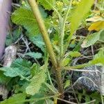 Attēlu rezultāti vaicājumam “Rorippa palustris fruit”