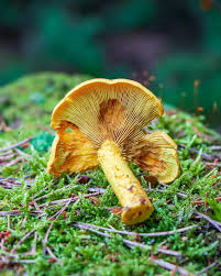 Attēlu rezultāti vaicājumam “Pholiota flammans”