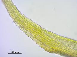Attēlu rezultāti vaicājumam “Thuidium recognitum”