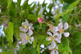 Attēlu rezultāti vaicājumam “Malus domestica flower”
