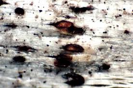 Attēlu rezultāti vaicājumam “Xylographa paralella”